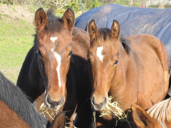 Dansk Varmblod Graversgaards Cyril - 2 x Churchill DVE billede 15