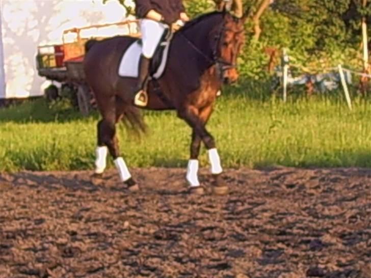 Oldenborg schousboes rasmus  billede 6