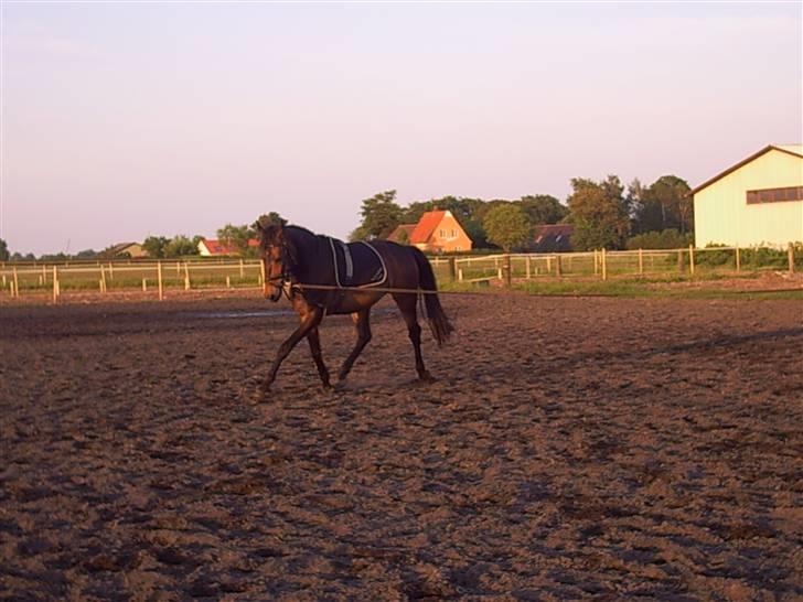 Oldenborg schousboes rasmus  billede 7