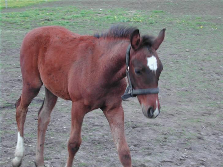 Anden særlig race Engedals E.T. - E.T. som føllebølle :D  - han var nemlig rød da han blev født:P billede 12