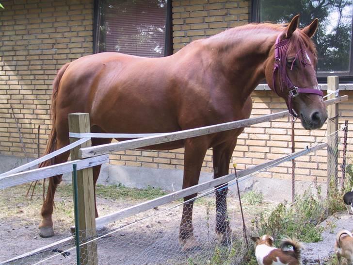 Oldenborg Tør - Belinda min gamle frederiksborg hoppe som ikke er mere. hun er på fordi hendes barnebarn  Camelot er på galleriet. C billede 5