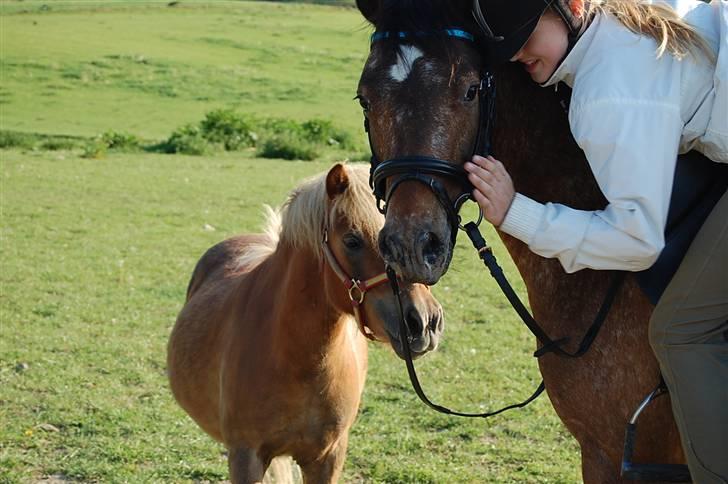 DSP Satisfaction "Solgt" - Luna, satti og junior.. billede 6