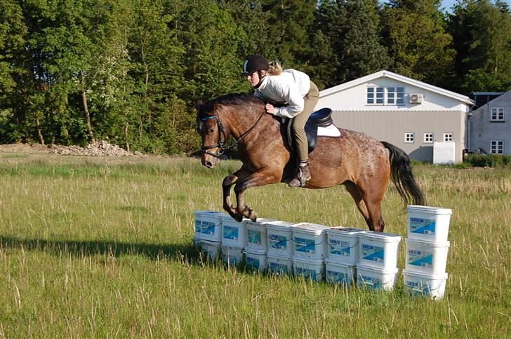 DSP Satisfaction "Solgt" - Satti og luna der springer.. billede 7