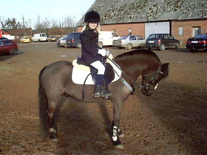 Dartmoor Little DiamondDrømmepony - venter på at komme på springbanen sarah 6 år billede 16