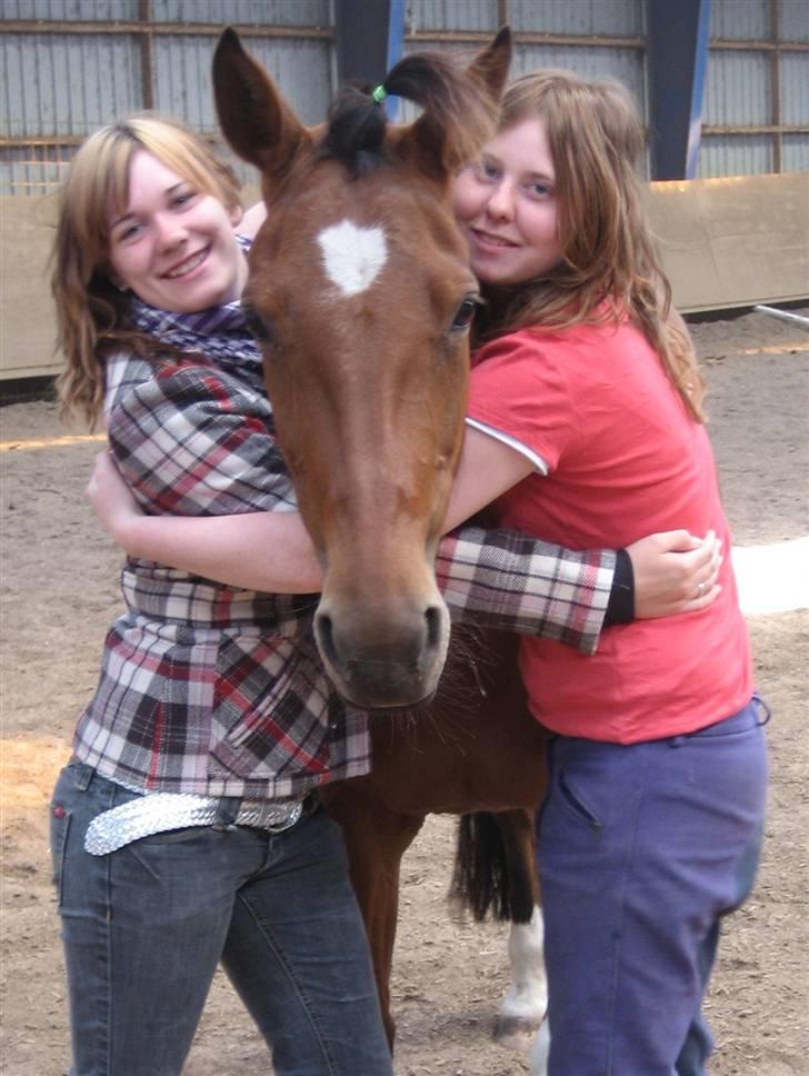 Traver Danielle *Solgt* - Så populær en hest xD billede 12