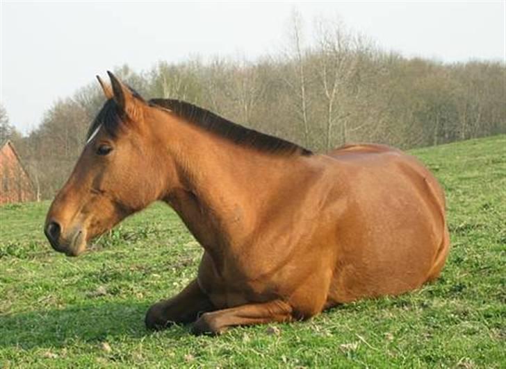 Traver Danielle *Solgt* - Lur efter en HÅRD  dags græsning xD billede 13