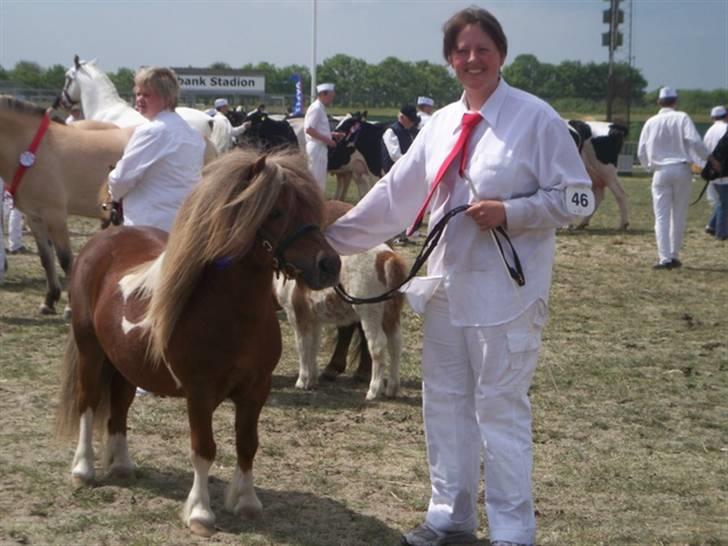 Shetlænder Diamond Hagenstrup - Varde dyrskue 2008 23 p og ærespræmie billede 15