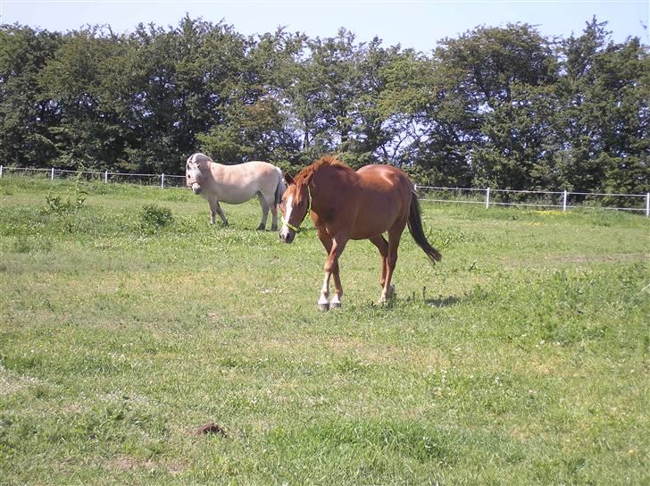 DSP Safirs Laika - Laika stald Tanneebæk 2007 billede 11