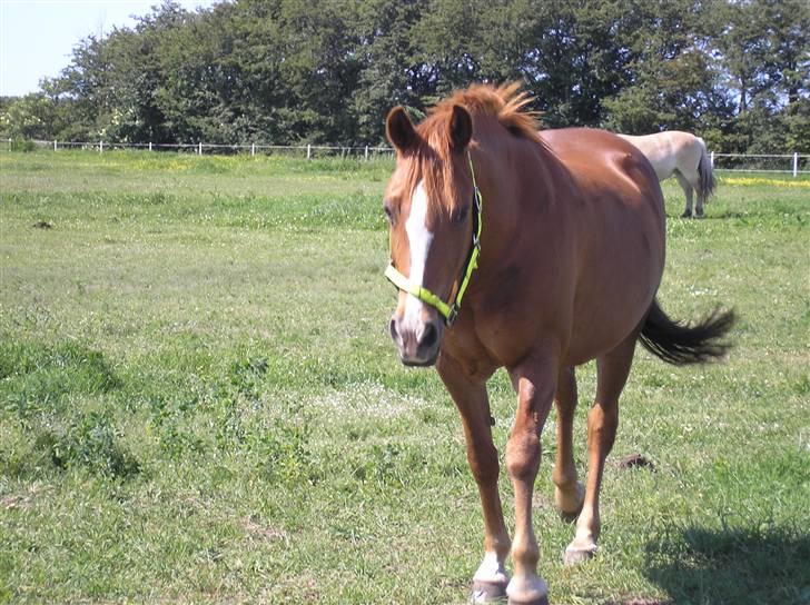 DSP Safirs Laika billede 12