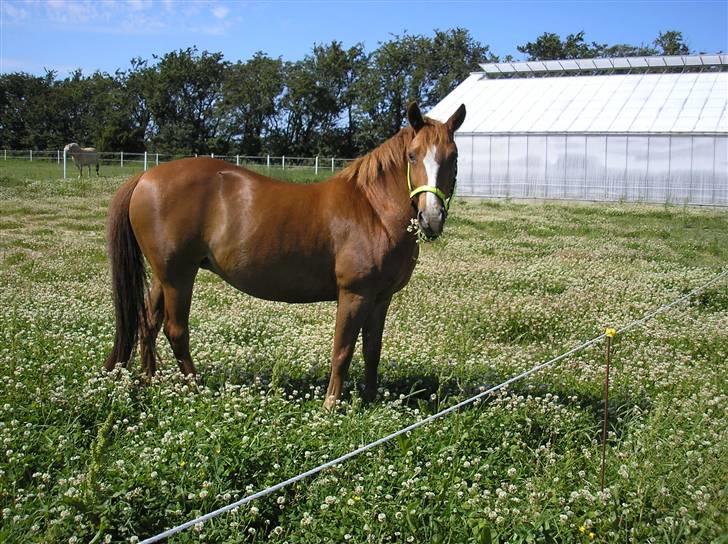 DSP Safirs Laika - Laika hygger sig på kløvermark, Stald Tannebæk 2007 billede 13
