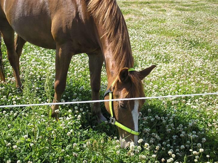 DSP Safirs Laika billede 14