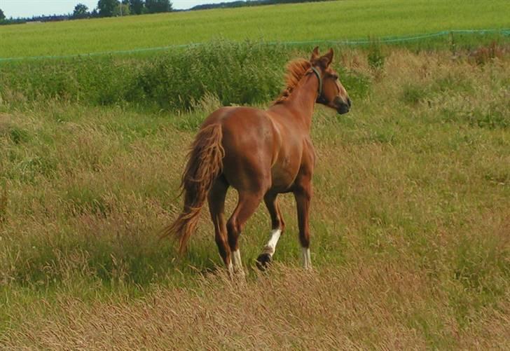 Frederiksborg Eislinn billede 9