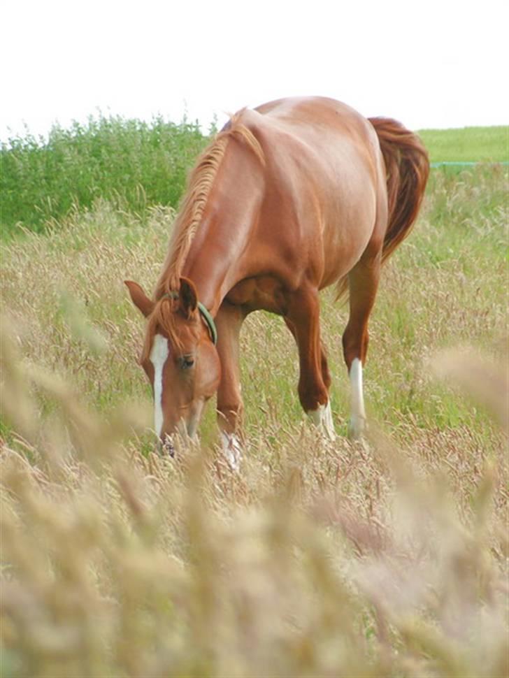 Frederiksborg Eislinn billede 10