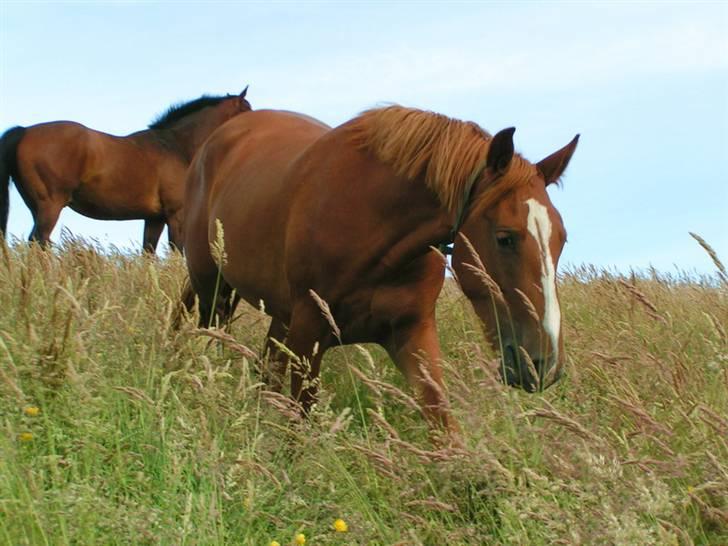 Frederiksborg Eislinn billede 11
