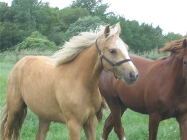 Connemara Bechs Niall  billede 7