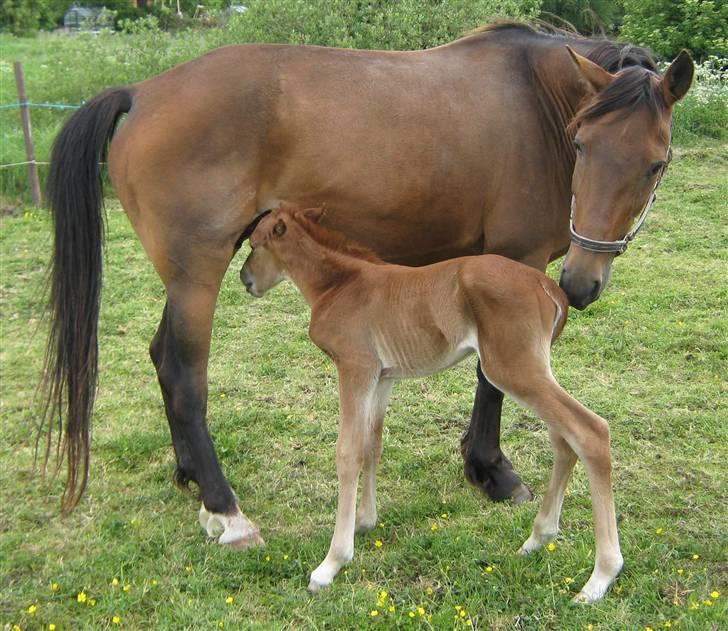 DSP <3 Freja. *I HIMLEN* - # 20. Freja og Søs.. Taget d. 5/6-2009 billede 20