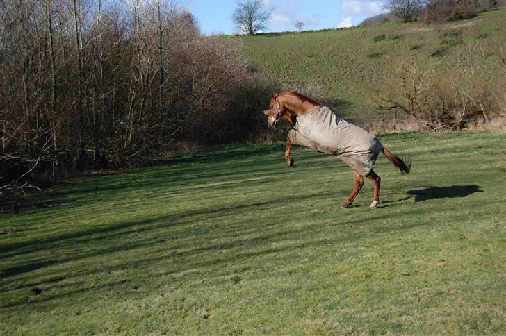 Dansk Varmblod Lazall Harkjær (pinki) - Han er lidt vild med det forben billede 17
