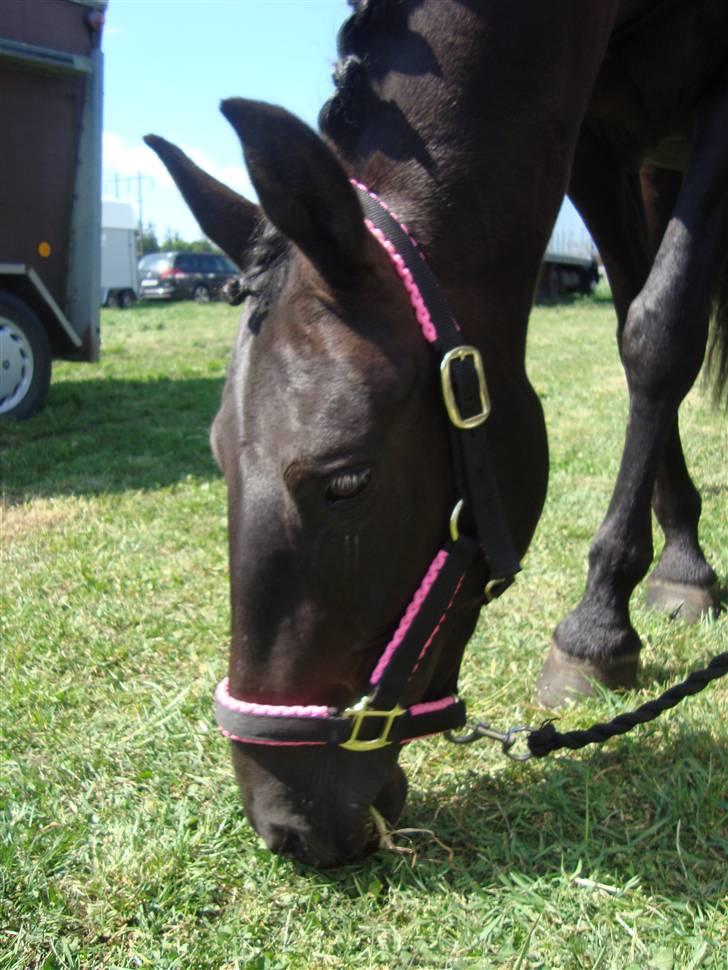 Anden særlig race Fromsmindes Effino. SOLGT - Effino<3 billede 1