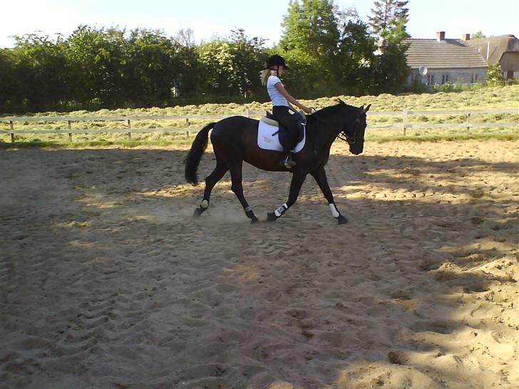 Anden særlig race Fromsmindes Effino. SOLGT - Er vi ik bare flotte. En 4år pony der går fint dressur.. billede 2