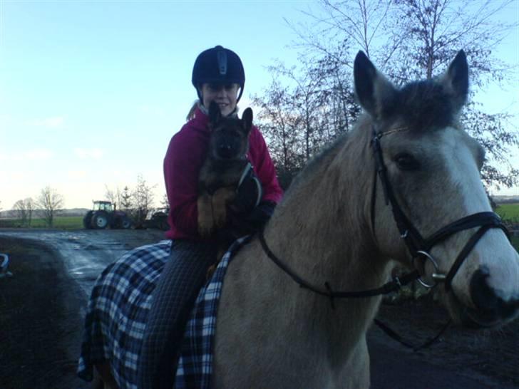 Anden særlig race Marong Wales <3 - Mig oh min hundehvalp er ude at ride på marong :D<33 billede 10