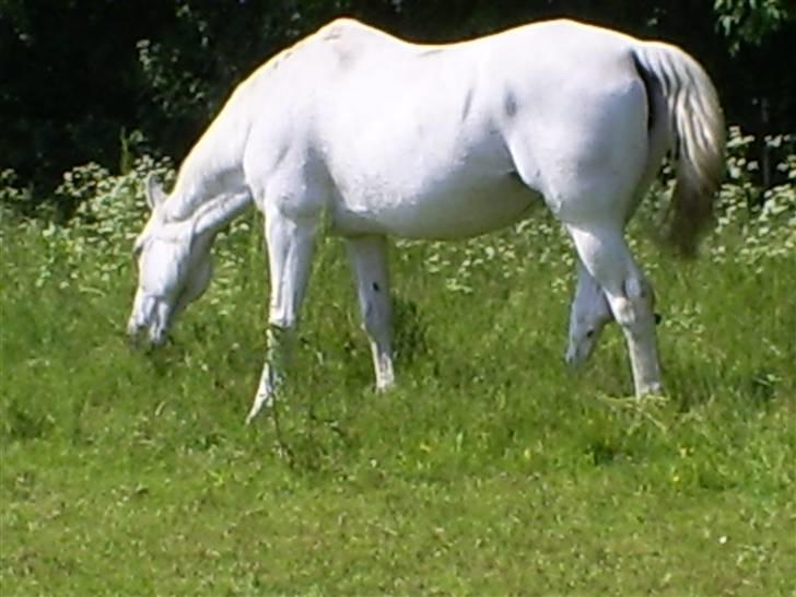 Dansk Varmblod Little Honda - Honda på græs sommer ´07 billede 14
