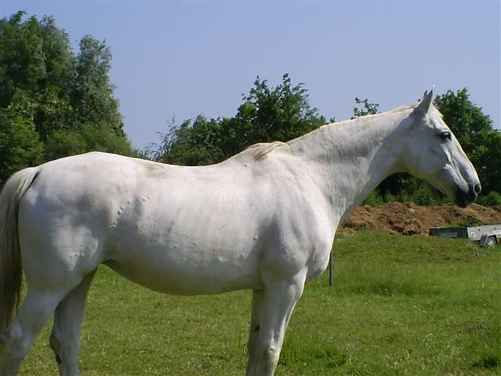 Dansk Varmblod Little Honda billede 15