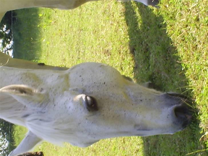 Dansk Varmblod Little Honda billede 16