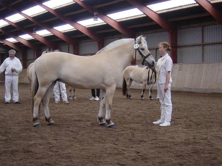 Fjordhest Mia Romeo - bliver jeg en første klasse hoppe ??????? billede 18