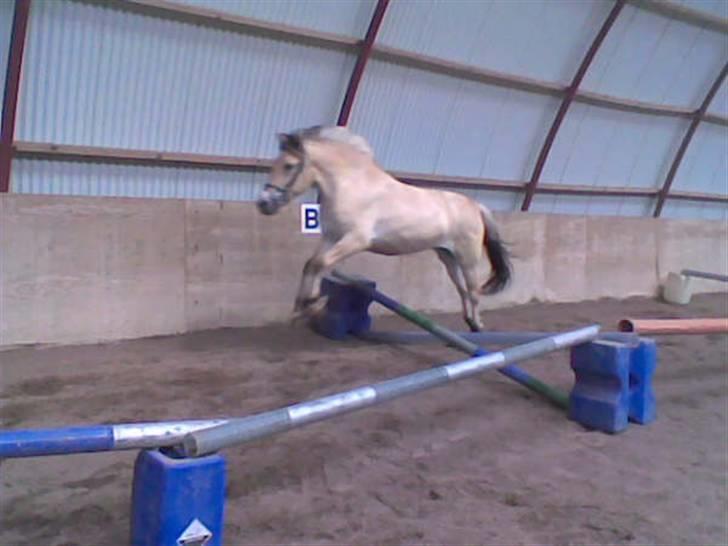 Fjordhest Bastian (KØBT) - Uha. Det er dejligt! billede 1