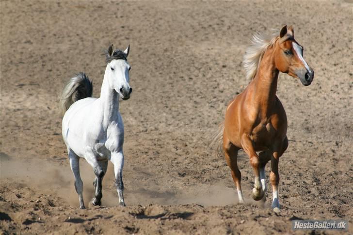 Hollandsk Sportspony Bright gold dancer -solgt - Barbie og Mai<3 fotograf Nanna H. billede 5