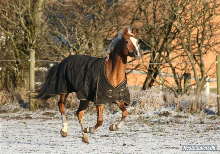 Hollandsk Sportspony Bright gold dancer -solgt - NYT 2008 nannafoto  billede 7