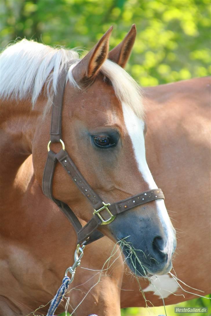 Hollandsk Sportspony Bright gold dancer -solgt - <3 fotograf Nanna H. billede 8