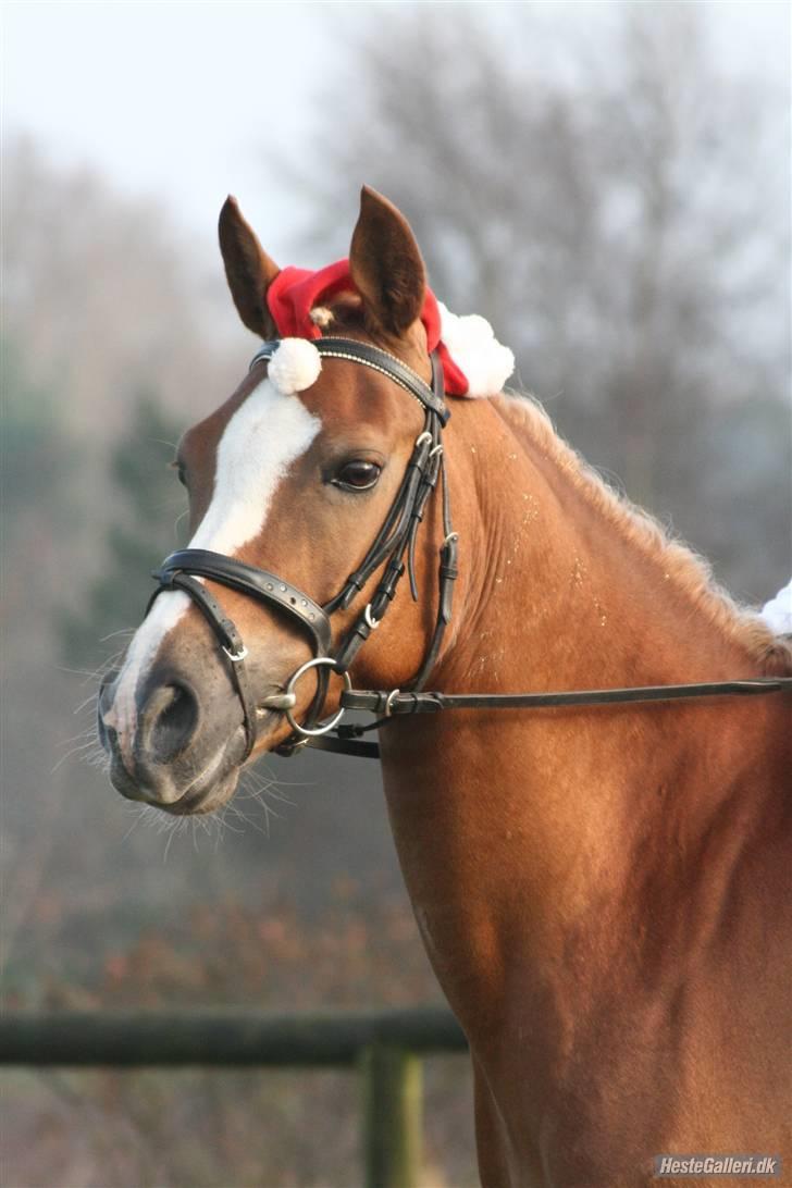 Hollandsk Sportspony Bright gold dancer -solgt - jule pony<3 fotograf Nanna H. billede 9