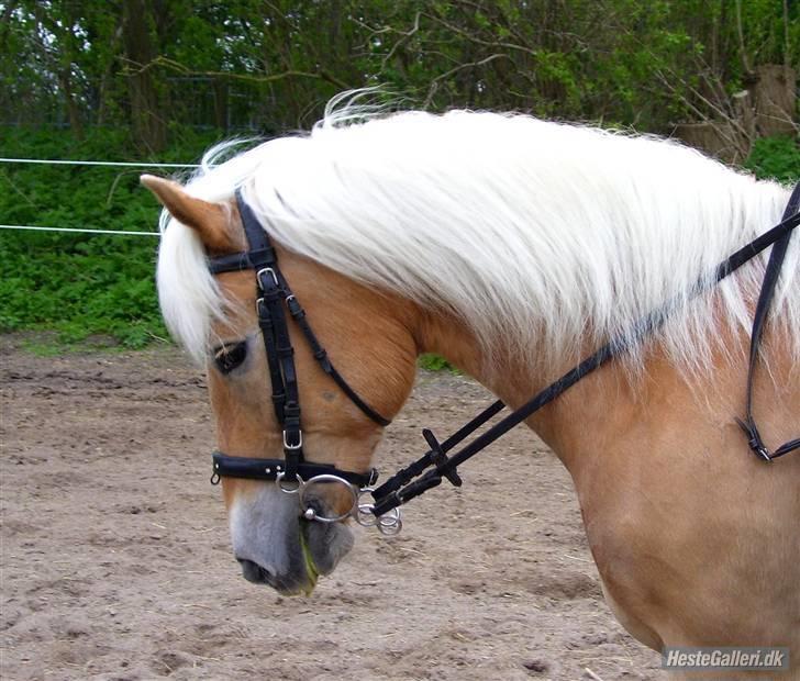 Tyroler Haflinger Kiwi  Elghuset  - D.5.6.08 - Elghusets ridestævne - LC2 m. galop - 67 % - Foto: Mille - Opvarmning billede 19