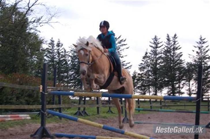 Tyroler Haflinger Kiwi  Elghuset  - jasmin og kiwi billede 20