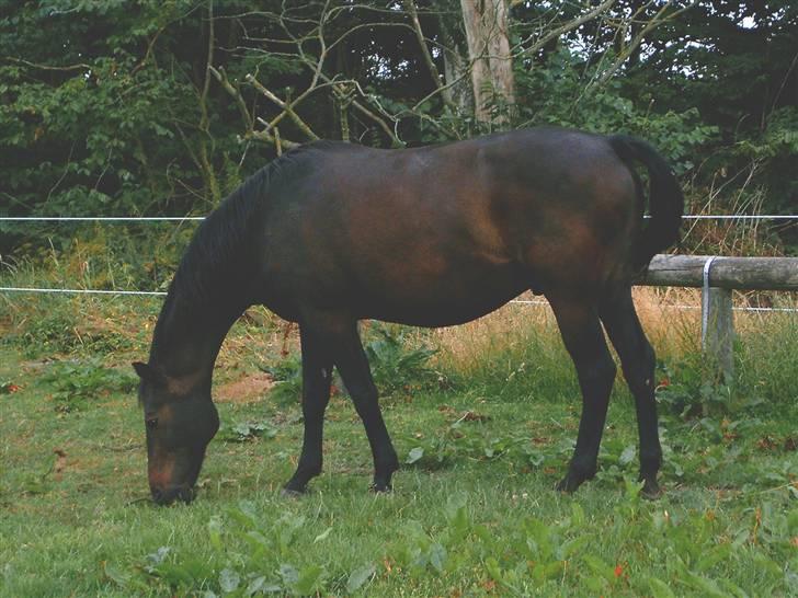 Dansk Varmblod Pilelundens Seven Star - Marco, som er min gamle hest på 25 år i år.. Jeg har haft ham i 18 år. billede 4