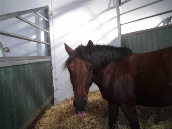 Anden særlig race Fairytale billede 8