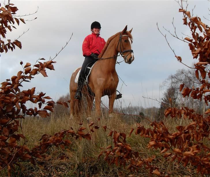 Hollandsk Varmblod Zafira - SOLGT - Velkommen til. billede 1