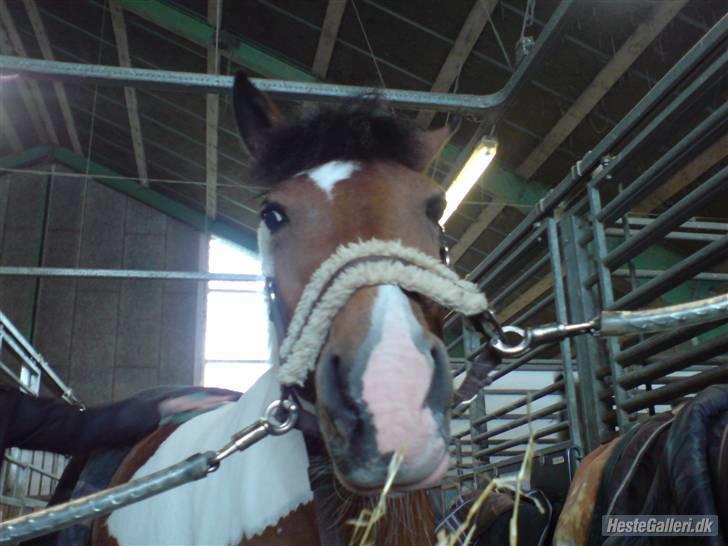 Pinto Gucci <33(solgt) - miin lille skat..<3 billede 1