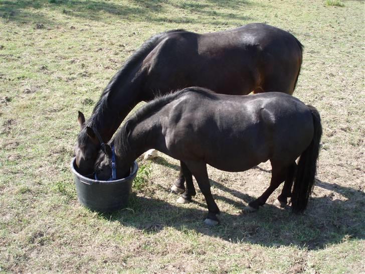 Welsh Mountain (sec A) Tarzan - Tarzan og hans nye foldkammerat Eddy  billede 15