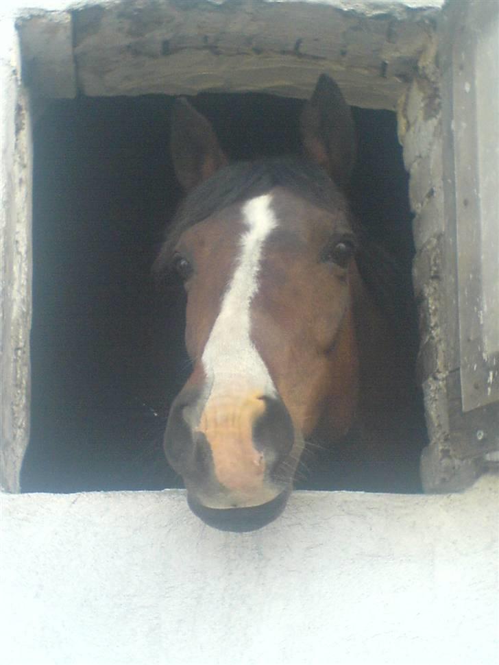 DSP Atlanta (DØD) R.I.P - Atlanta i sin gamle boks     Foto: Mig billede 2