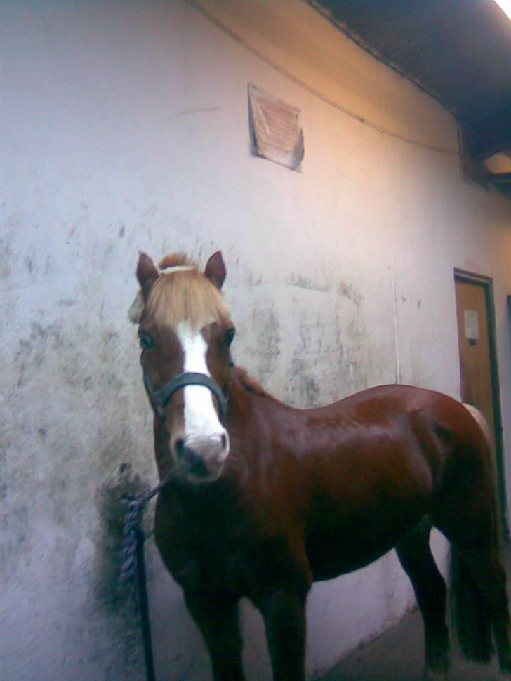 Welsh Pony af Cob-type (sec C) Faxi (solgt) - min lille skat på staldgangen..i skal ikke bedømme Faxi på om den har ørene fremme, for den har tit ørene tilbage den har dem kun fremme når den lytter og den er altså en glad hest men den har bare ørene tilbage billede 1