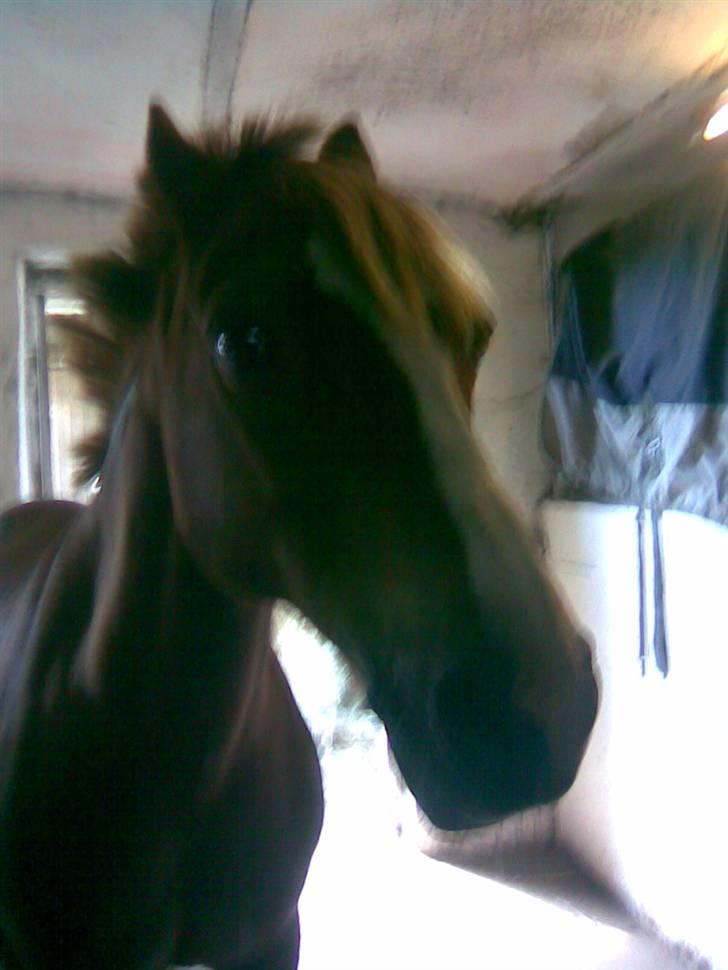 Welsh Pony af Cob-type (sec C) Faxi (solgt) - så så man lige min lille skat på staldgangen igen...<3 han er heller ikk så glad her billede 2