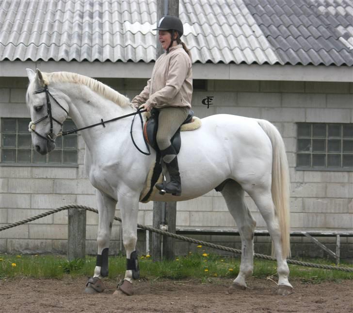 Anden særlig race Mickey  - NYT<3 .. Mickey på dressurbanen, på GDR .. Foto: Cabana Foto<3 billede 11