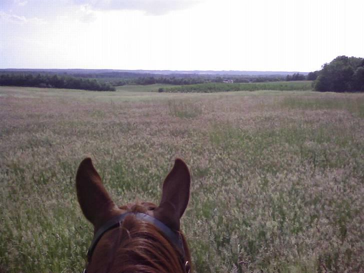 Arabisk fuldblod (OX) Shah Siimzek - Her er Shah og jeg på tur. Vi står lige og nyder udsigten -Skønt billede 11