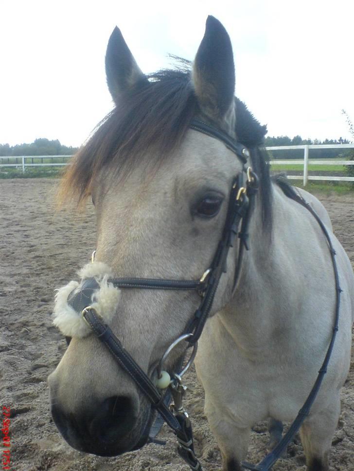 Anden særlig race Kikki - Velkommen til Kikki´s profil. Dette var det bedste billed jeg fik hende, inden hun blev solgt :´( - Savner hende! billede 1