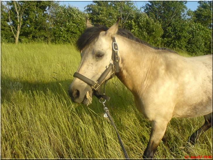 Anden særlig race Kikki - Min pony på vej ned til anlægget <3  billede 2