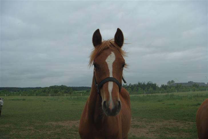 Dansk Varmblod Lovely Boy  - Min lille drømme hest på fold ! <333 billede 8