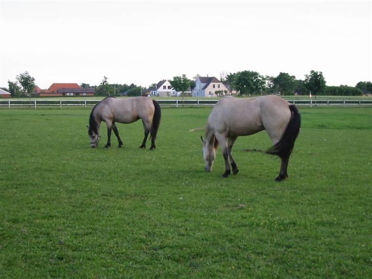 Anden særlig race Kikki - Åhh skat! <33 Du betyder så meget for mig :´) I MISS YOU!! - Kikki og hende søn Tico 2005 <33 billede 4