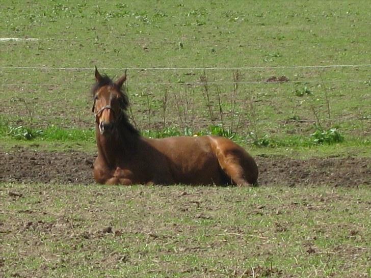 Tysk Varmblod Amadeus Puce W84 'Himmelhest' - Gute Morgen, Schatzi.... billede 13